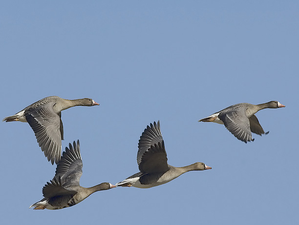 Tundrahanhi, Greater White-fronted Goose, Anser albifrons